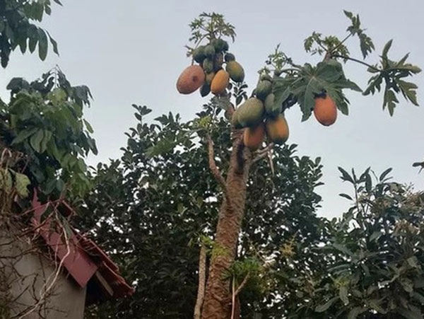 Ngày đầu về ra mắt đã bị bố bạn trai sai ra vườn hái 2 quả đu đủ, cô gái liền 'cầu cứu' dân mạng vì lý do này