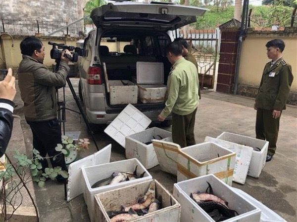 Cá tầm Trung Quốc nhập lậu tràn lan, Tổng cục Quản lý thị trường chỉ đạo khẩn
