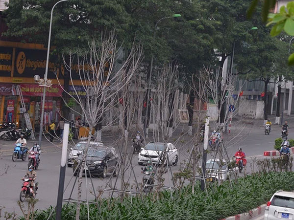 Hà Nội: Hàng cây phong lá đỏ trơ trụi như củi khô