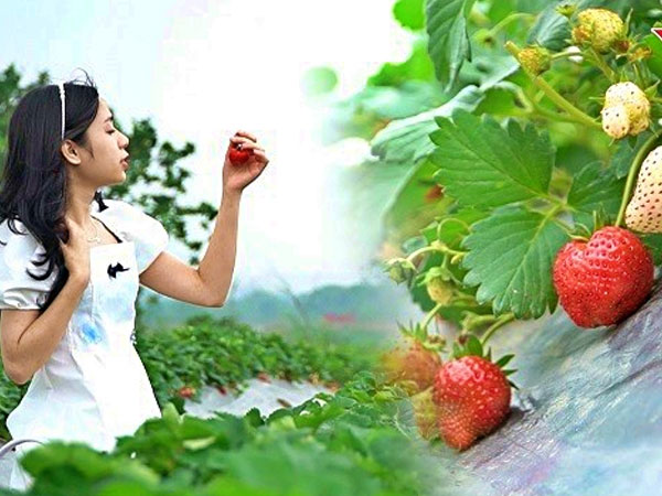 Video: Tự tay hái quả ở vườn dâu tây 40.000 cây chín mọng giữa Hà Nội
