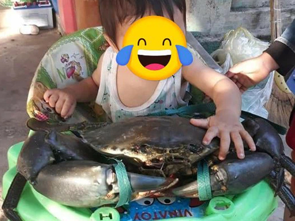Dân mạng 'xỉu ngang xỉu dọc' với chú cua nặng 7kg ở Móng Cái, ăn một cái càng thôi cũng đủ no cả ngày