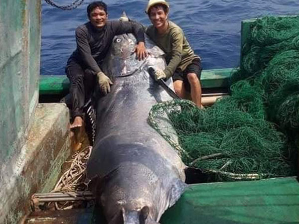 Ngư dân hợp lực đưa con cá cờ nặng hàng tạ lên bờ, thương lái trả ngay 40 triệu đồng
