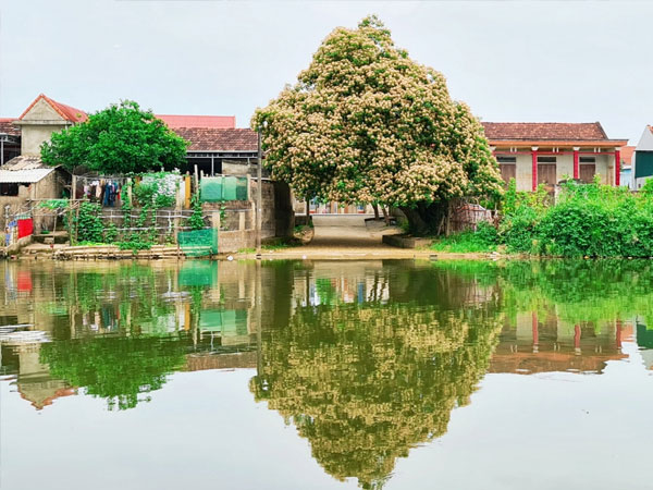 Mùa hoa Bún nở rộ mộc mạc bên dòng Kiến Giang