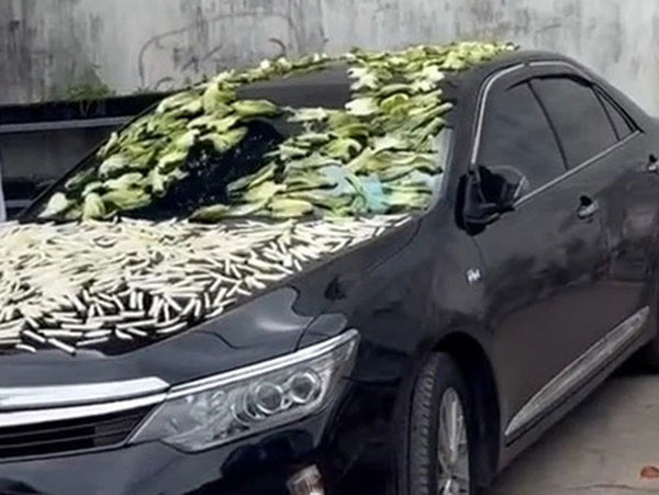 Mang xế hộp đi làm chỗ phơi dưa chua, người hàng xóm khiến ai cũng phải trầm trồ