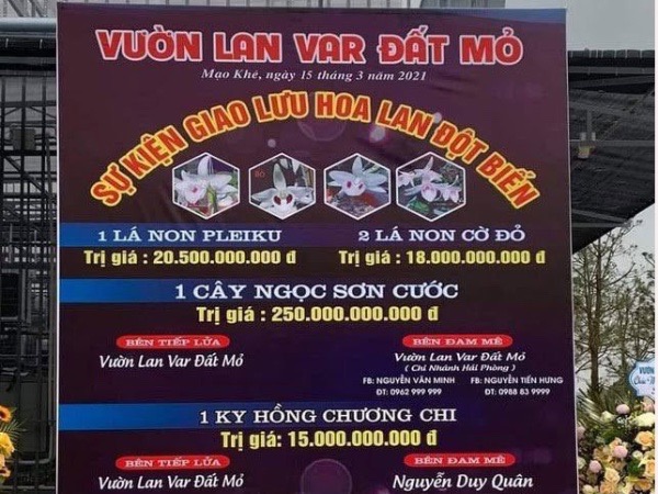 Lý do công an khó xử lý vụ bán lan đột biến 250 tỷ ở Quảng Ninh