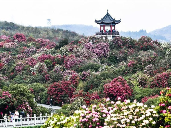 Biển hoa đỗ quyên tự nhiên lớn nhất thế giới