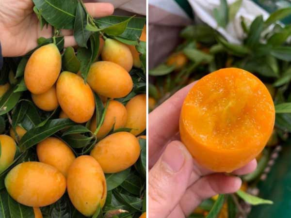 Thanh trà Thái giá rẻ giật mình, hóa ra hàng nhà thanh trà miền Tây