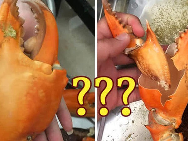 Hì hục đập con cua to đùng ra được miếng thịt bé tí, cả nhà bức bối tưởng bị lừa nhưng dân mạng lại chỉ ra sự thật sau