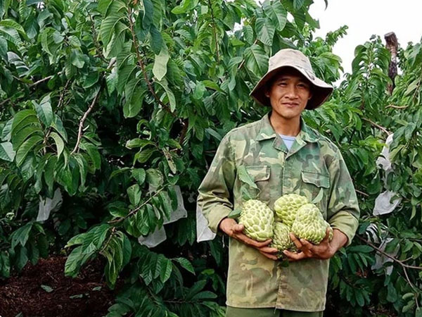 100.000 đồng một quả mãng cầu hoàng hậu Thái Lan khổng lồ, nông dân hồ hởi làm giàu