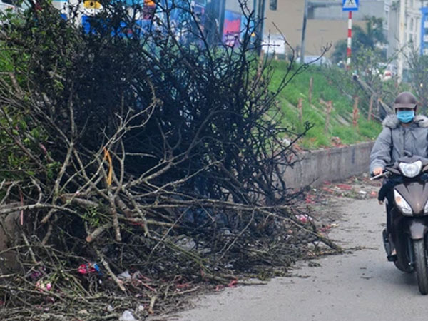 Ảnh: Tiểu thương 'bỏ của chạy lấy người', hoa lê héo chất đầy triền đê Âu Cơ