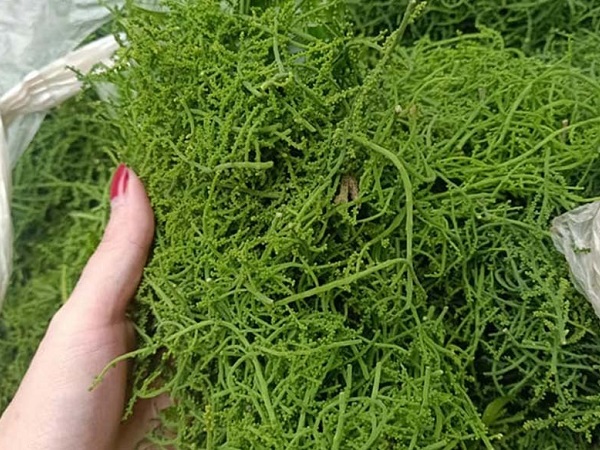 Món rau lạ trên rừng về Hà Nội, 200 nghìn/kg vẫn ‘cháy hàng’