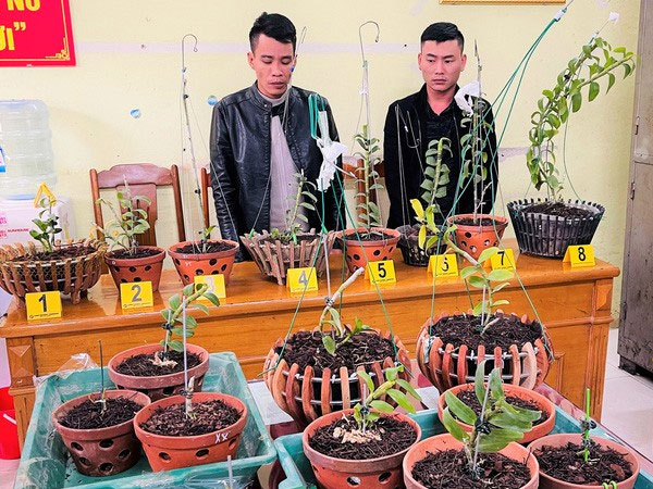 Đi ôtô tới Thanh Hóa trộm hoa lan đột biến giá trị 1,8 tỉ đồng