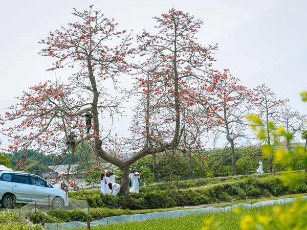Mãn nhãn với hàng cây hoa gạo ven đô: Nơi từng suýt bị xóa sổ, nay đã trở thành địa điểm check-in tuyệt đẹp giữa trời Xuân