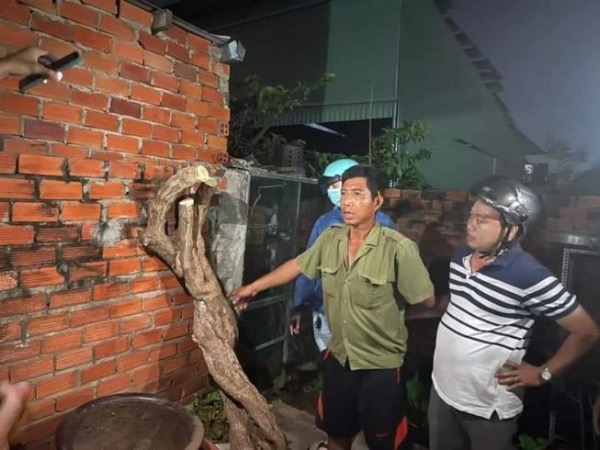 Bắt được kẻ cưa cây hoa giấy nổi tiếng ở Vũng Tàu