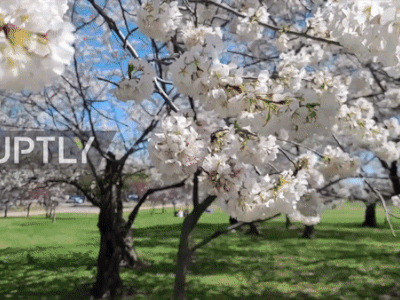 Video: Hoa anh đào ở Washington nở rộ khiến người dân đổ xô đến ngắm mặc cảnh báo về dịch bệnh