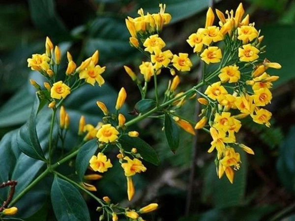 Uống nhầm nước lá ngón, 2 vợ chồng hôn mê sâu, ngừng tuần hoàn