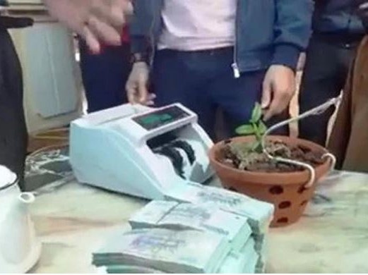 Chuyển nhượng lan 'hồng bồng lai' 7cm giá hơn 1,6 tỷ đồng ở Nghệ An
