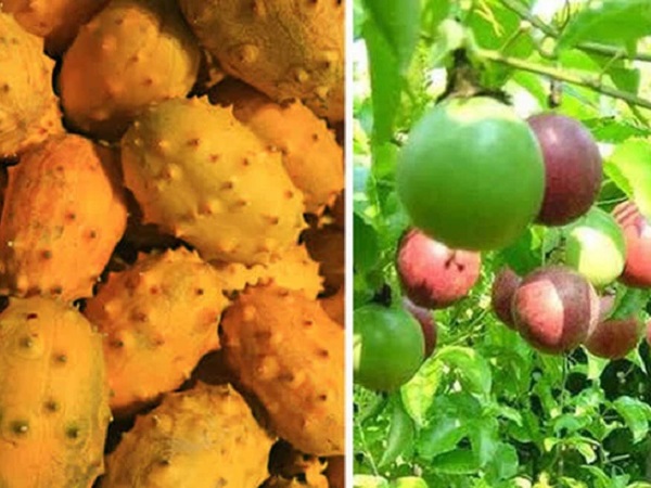 3 loại quả ở Việt Nam mọc dại đầy đường, sang nước ngoài thành của ngon vật lạ bán trong siêu thị gần 1 triệu đồng/kg