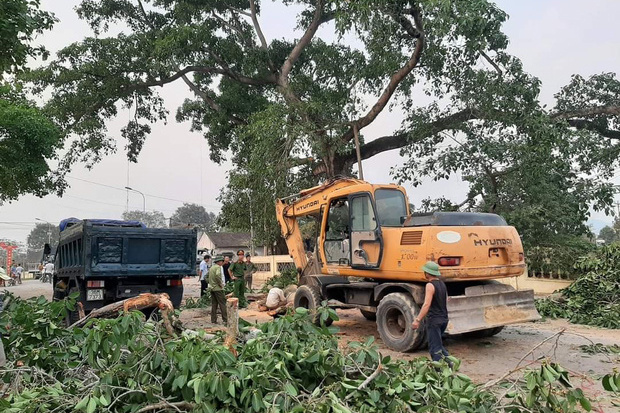 Cây đa hơn 300 tuổi ở Nghệ An bất ngờ gãy đổ làm 4 học sinh bị thương