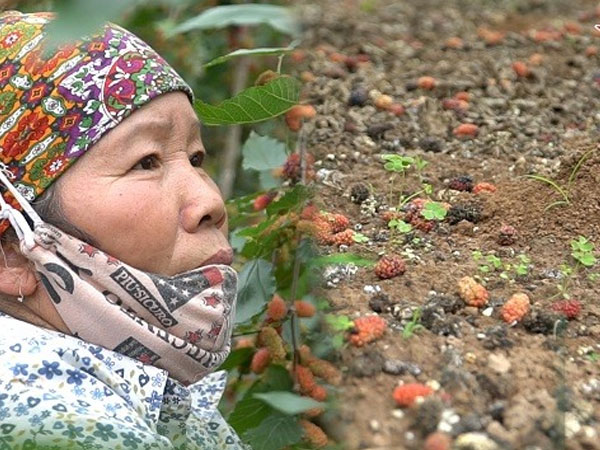Video: Trái rụng đầy gốc ở cánh đồng dâu tằm lớn nhất HN, nhiều người 'mất trắng'