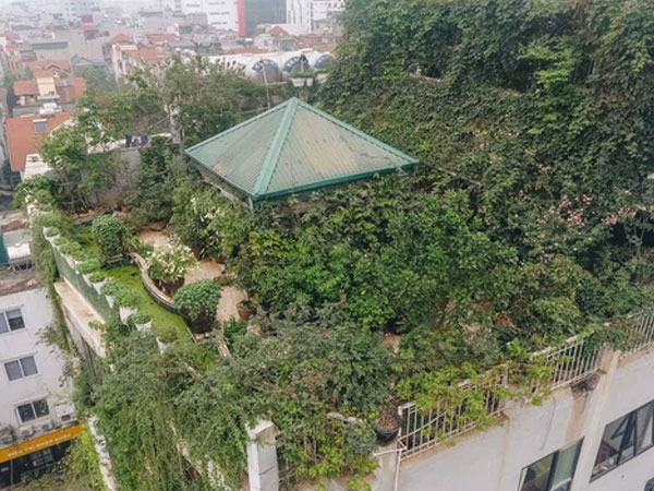 Flycam 'khu rừng' trên sân thượng của người phụ nữ Hà Nội: Rộng 200m2, 1.500 hoa loa kèn bao phủ