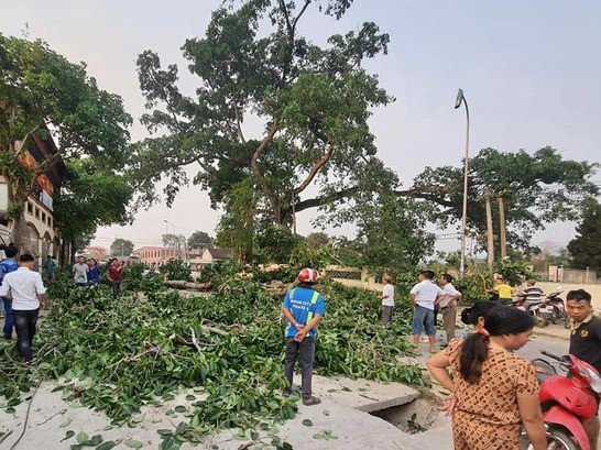 Vụ cây đa 300 tuổi gãy cành đè trúng 4 học sinh: 1 cháu bé đang hôn mê, 1 cháu phải chuyển tuyến