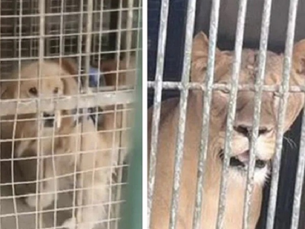 Du khách sốc vì sở thú TQ có chiêu trò mất mặt chưa từng thấy: Đến sư tử cũng có 'hàng super fake'