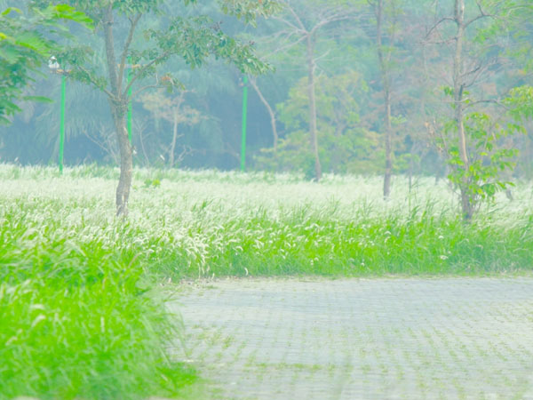 Chìm đắm trong sắc trắng tinh khôi của hoa cỏ lau giữa Hà Nội