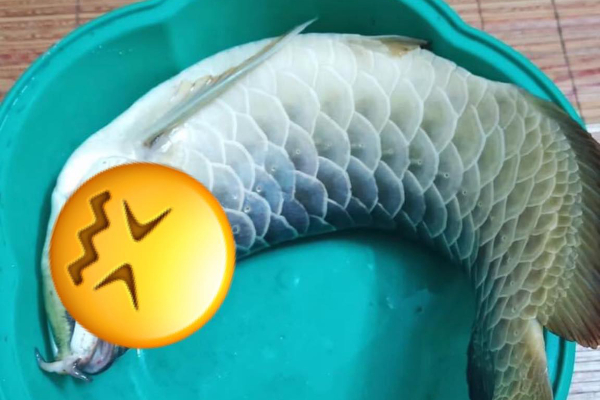Cô gái định trổ tài làm bếp khi sang nhà người yêu nhưng cái kết bị chủ nhà đuổi đánh