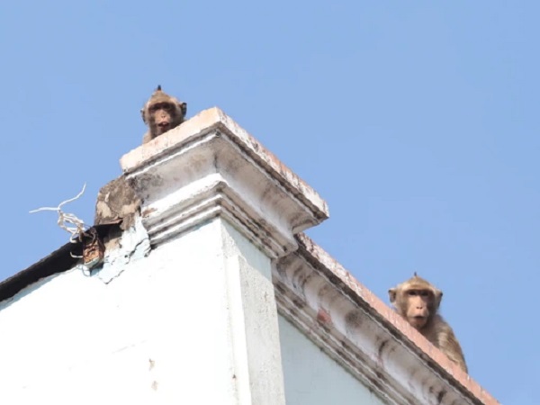 Chuẩn bị đưa đàn khỉ vừa bắt được trong khu dân cư Sài Gòn về rừng tự nhiên
