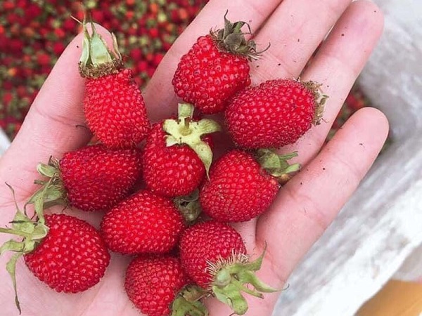 Năm chỉ có một lần, loại quả rừng đỏ au đổ về Hà Nội