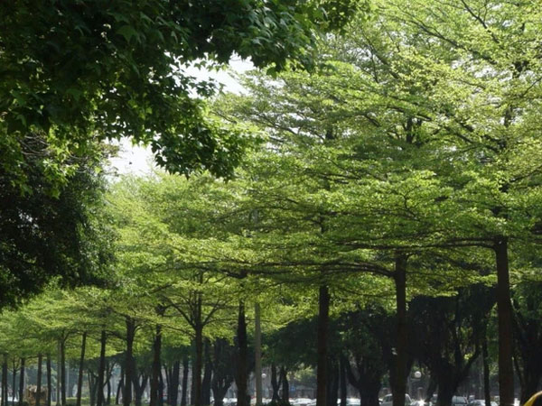 Bàng lá nhỏ - loại cây sẽ thay thế hàng cây phong lá đỏ ở Hà Nội có gì đặc biệt?