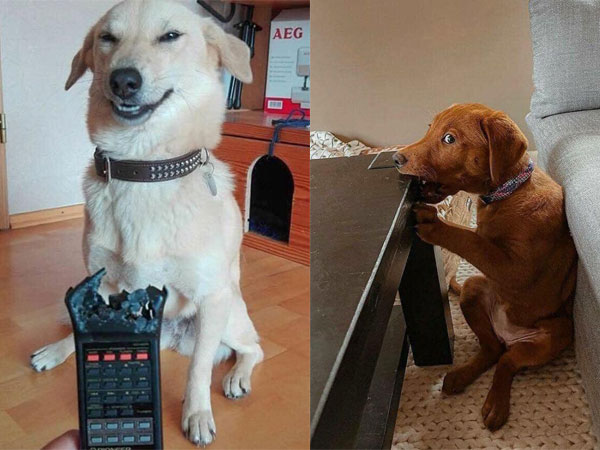 Rước boss về nhà nuôi cho vui nhưng sen phát hiện tháng ngày sau đó...toàn là nước mắt!