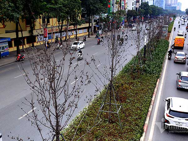 Hà Nội thay toàn bộ hàng cây phong đỏ đang 'chờ chết'