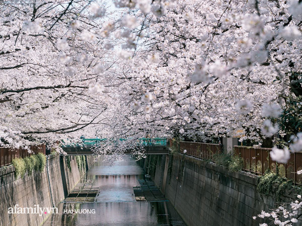 Siêu ngây ngất cảnh tượng toàn thủ đô Tokyo bao trùm dưới hàng trăm nghìn cây hoa anh đào bởi hiện tượng nở sớm nhất trong 1.200 năm