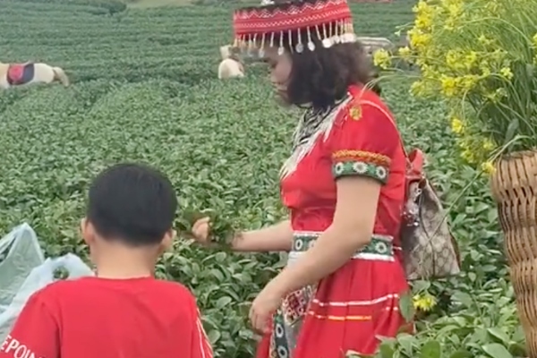 Cộng đồng mạng truy tìm danh tính người phụ nữ vô ý thức thẳng tay vặt sạch ngọn chè trên đồi chè mang về