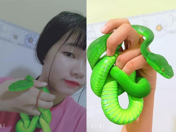 Cô gái Việt nuôi hàng loạt rắn làm thú cưng gây ám ảnh