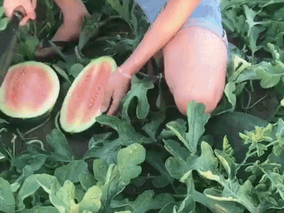 Bổ dưa ra ruột vừa trắng vừa non và lời giải thích bất ngờ của chủ nhà