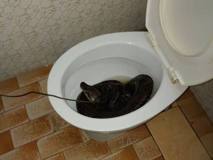 Kinh hãi người đàn ông bị trăn dài 3m cắn vào... mông khi đang đi vệ sinh