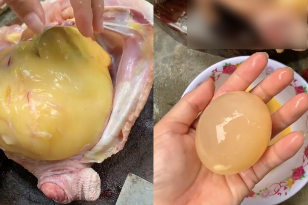 Mổ gà béo ngập mỡ, dân mạng càng bất ngờ hơn khi thấy buồng trứng