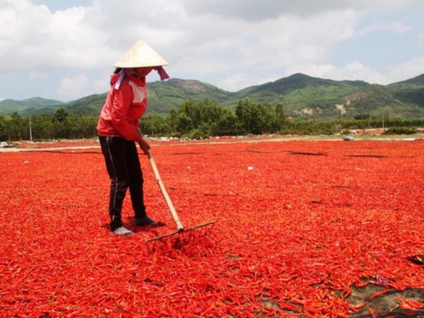 Ớt rớt giá 50 lần, bán 1kg không mua nổi gói mì tôm