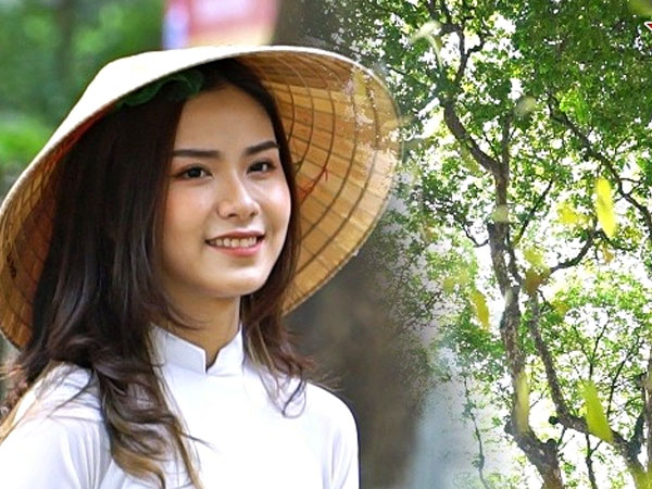Video: Hà Nội mùa sấu già trút lá, phố 'dệt thảm vàng' níu những nàng thơ