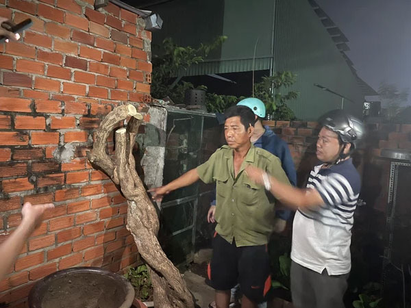 Khởi tố, bắt giam kẻ cưa trộm hoa giấy 20 năm tuổi ở Vũng Tàu