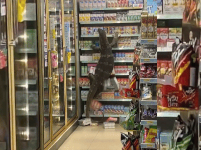 Clip: Kỳ đà 'Godzilla' náo loạn cả siêu thị