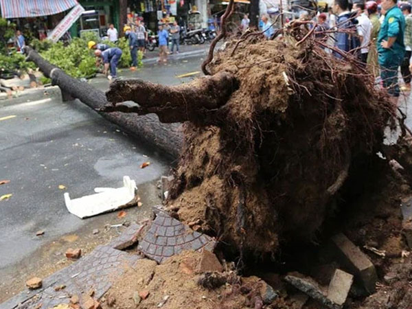 TP.HCM: Cây xanh ngã đổ ra đường, đè trúng tài xế Gojek đang chở khách nữ lưu thông