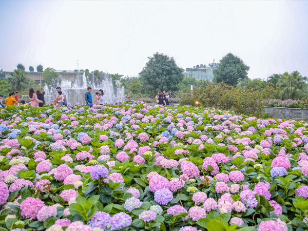Vườn hoa cẩm tú cầu 'siêu to khổng lồ' ở Sầm Sơn hút hàng nghìn người tìm tới chụp ảnh vào cuối tuần, dù chưa Tết nhưng vẫn được chiêm ngưỡng pháo hoa bắn ngợp trời