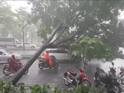 Khoảnh khắc cây cổ thụ bật gốc, đè trúng xế hộp tiền tỉ đang đi trên đường