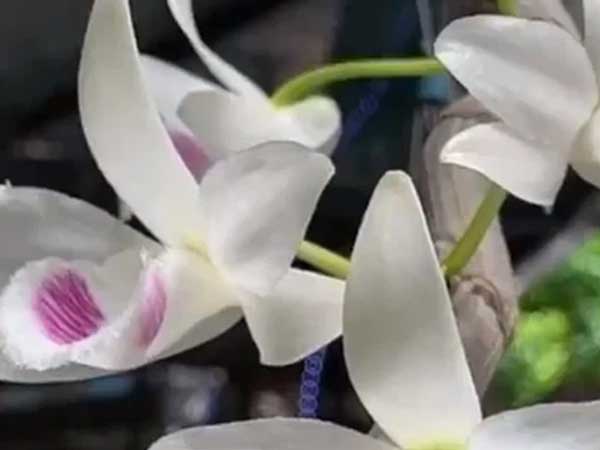 Nhiều người thế chấp đất đai, nhà cửa để vay tiền kinh doanh lan đột biến, Ngân hàng Nhà nước lên tiếng cảnh báo