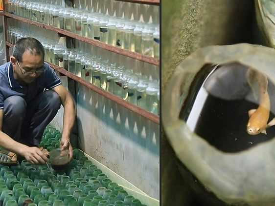 Truyền thông Pháp đưa tin về cách nuôi cá chọi độc đáo ở Việt Nam