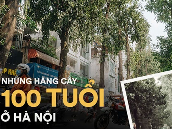 Những tuyến phố có hàng cây xanh được quy hoạch 100 năm trước ở Hà Nội giờ ra sao?